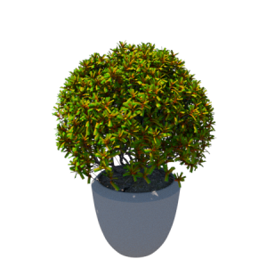 Planta de Sombra - Arbusto - Pitósporo