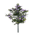 Planta de Sol - Arvore - Quaresmeira Roxa