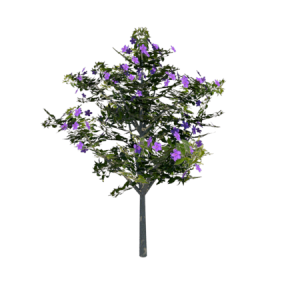 Planta de Sol - Arvore - Quaresmeira Roxa