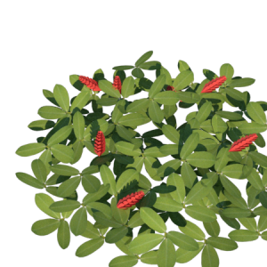 Planta de Sol - Forração - Rabo-de-gato