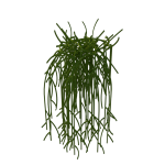 Planta de Sol - Pendente - Rhipsalis