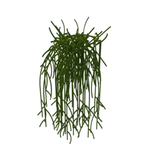 Planta de Sol - Pendente - Rhipsalis