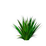 Planta de Sol - Forração - Formio Rubro Verde