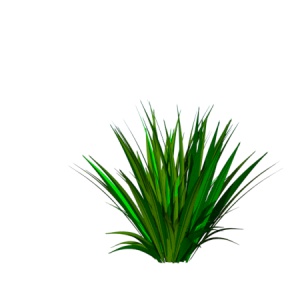 Planta de Sol - Forração - Formio Rubro Verde