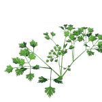 Planta de Sol - Hortaliças - Salsinha