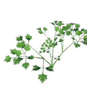 Planta de Sol - Hortaliças - Salsinha