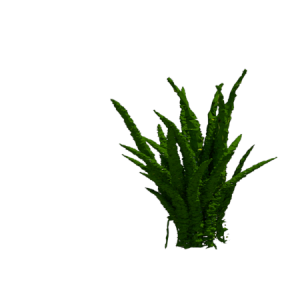 planta de Sombra - Pendente - Samambaia Esmeralda