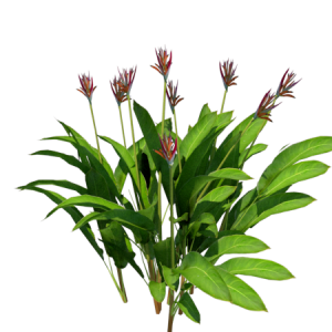 Planta de Sombra - Arbusto - Helicona Strelitzia