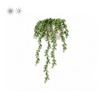 Planta de Sombra - Suculenta - Colar de Pérolas