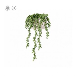 Planta de Sombra - Suculenta - Colar de Pérolas