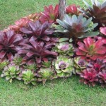 Planta de Sol - Forração - Bromélia imperial