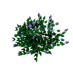 Planta de sol - Flor - Vinca