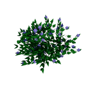 Planta de sol - Flor - Vinca