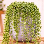 Planta de Sombra - Suculenta - Colar de Pérolas